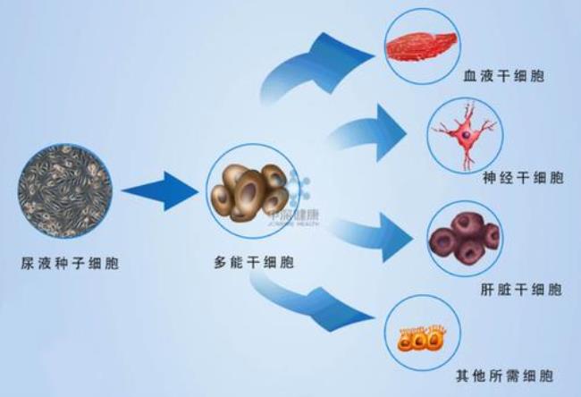 临床应用干细胞产品的分类