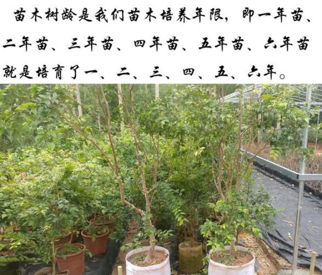 艾斯卡嘉宝果什么时候开花结果