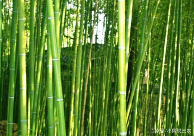 刚出土的竹子怎么吃