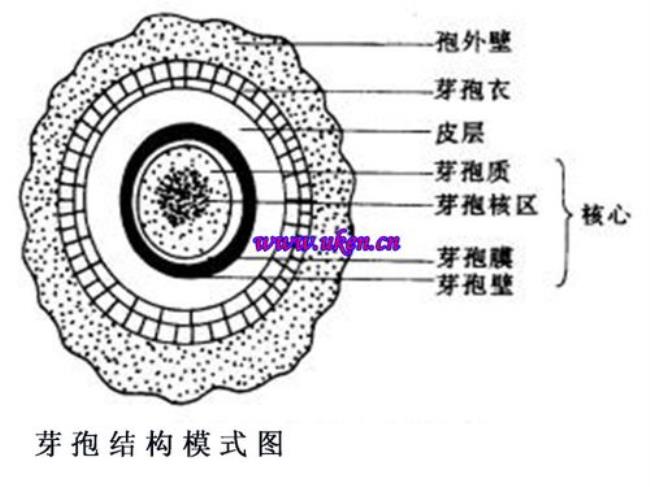 芽孢萌发过程需要多长时间