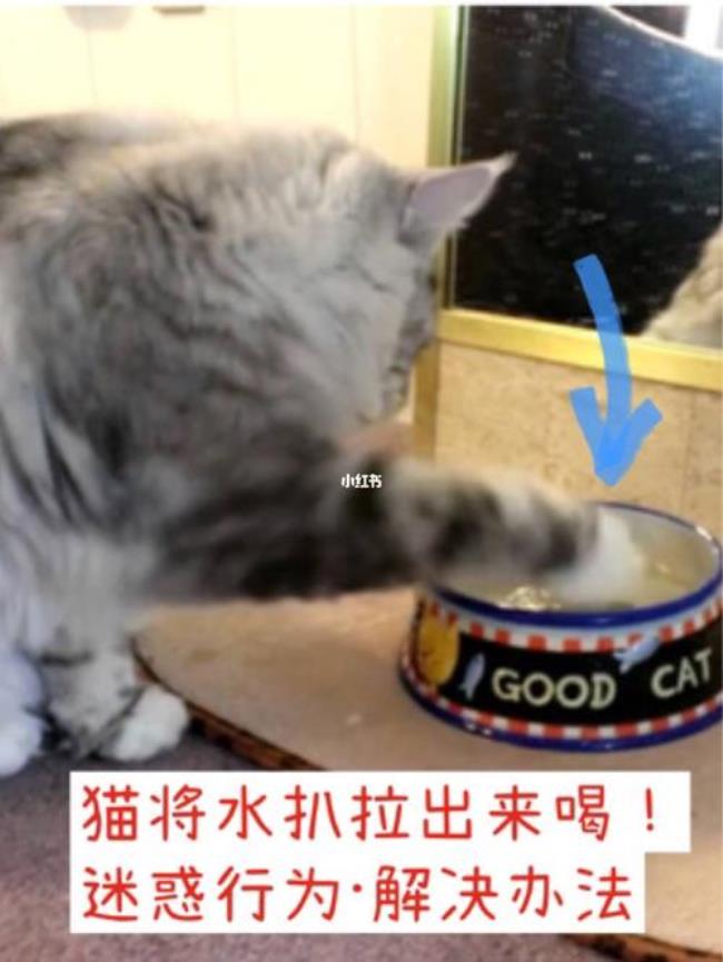 猫喝过的水人能喝吗