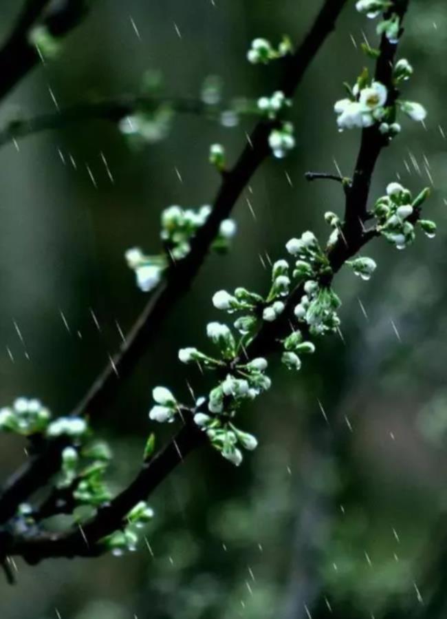 傍晚下春雨的诗句