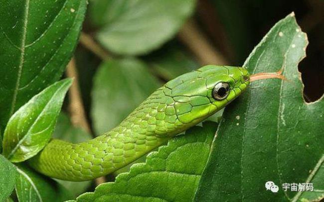 花脖子绿蛇是什么蛇