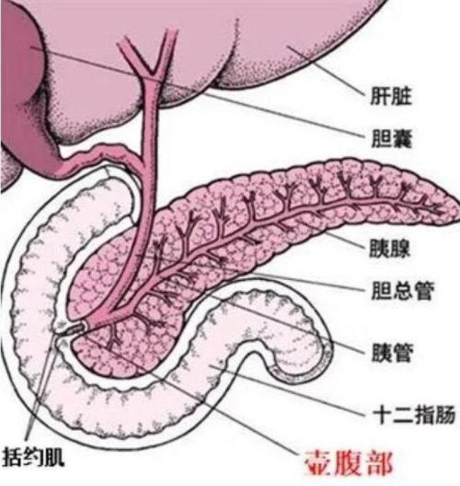 古代关于胰腺结构的记载
