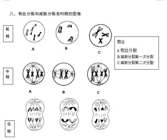 高中生物有丝分裂