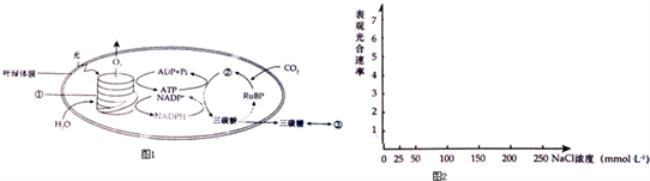 光合作用原初反应的过程