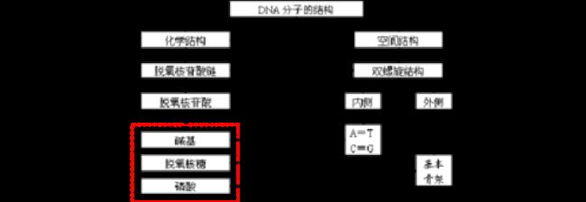 dna双链平面结构示意图