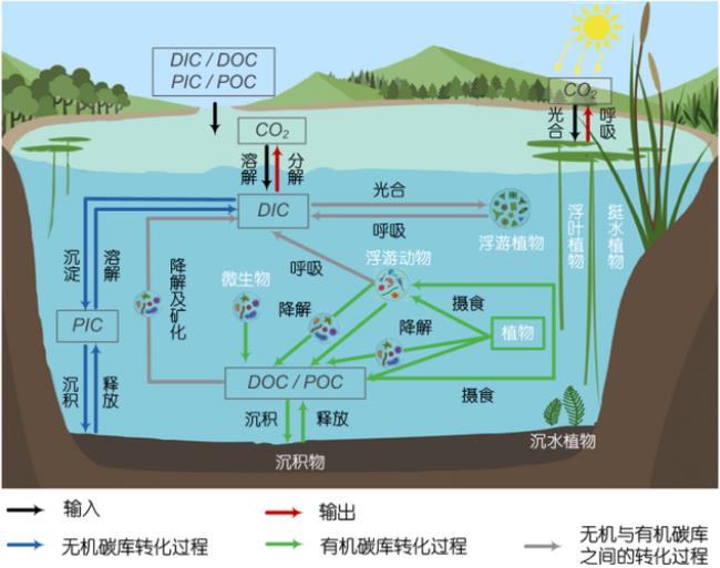 光合作用固碳原理