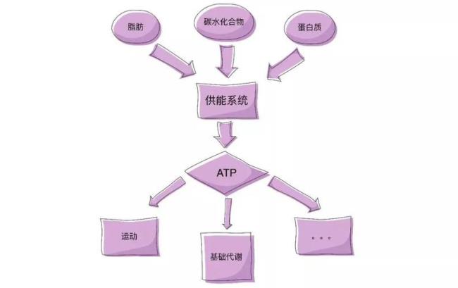 atp活性最高主物质是