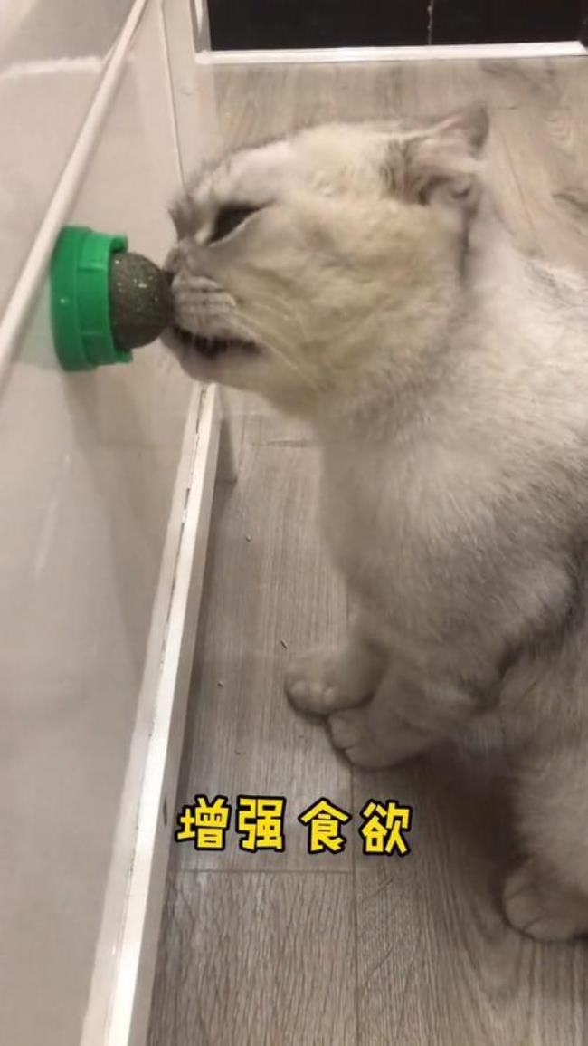 猫可以直接吃干猫薄荷吗