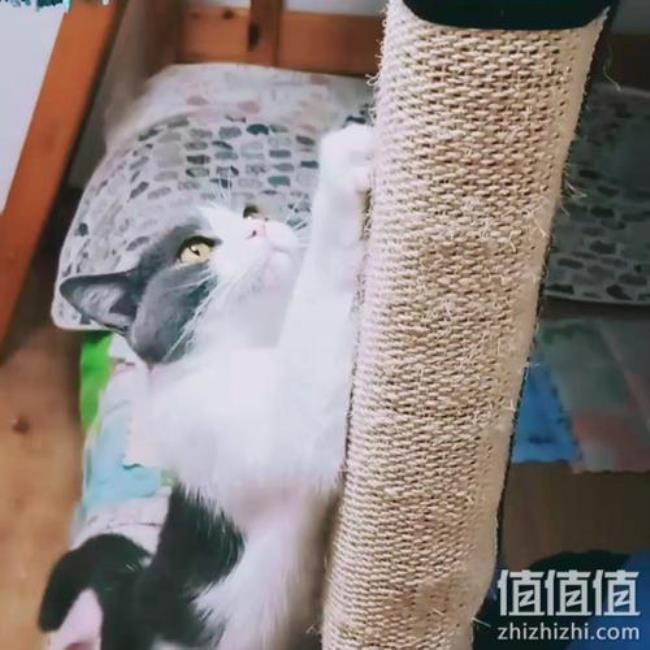 猫咪为什么喜欢把玩具叼到卧室