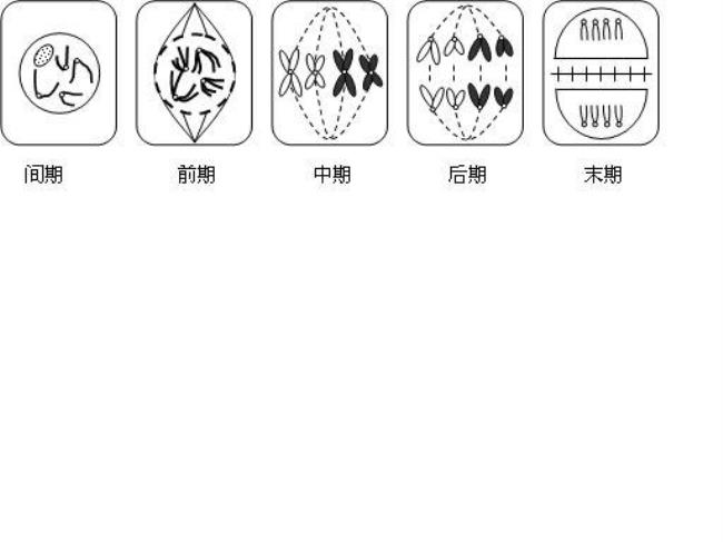 为什么观察有丝分裂不固定