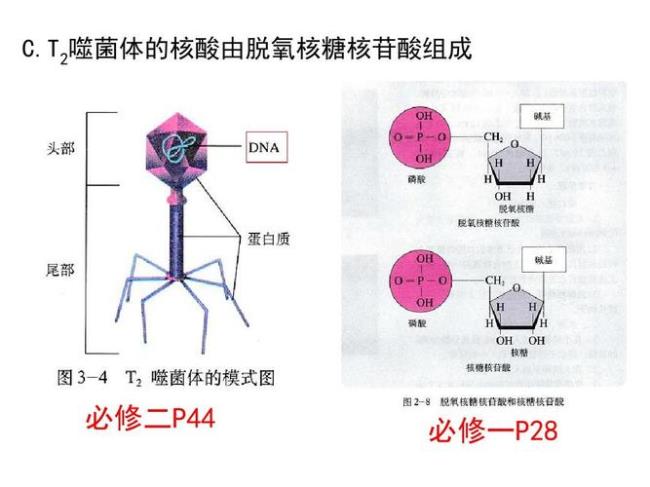 噬菌体的种类有哪些