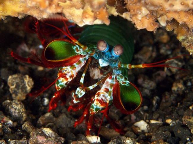 雀尾螳螂虾可以淡水养吗