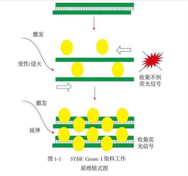 pcr荧光标记法