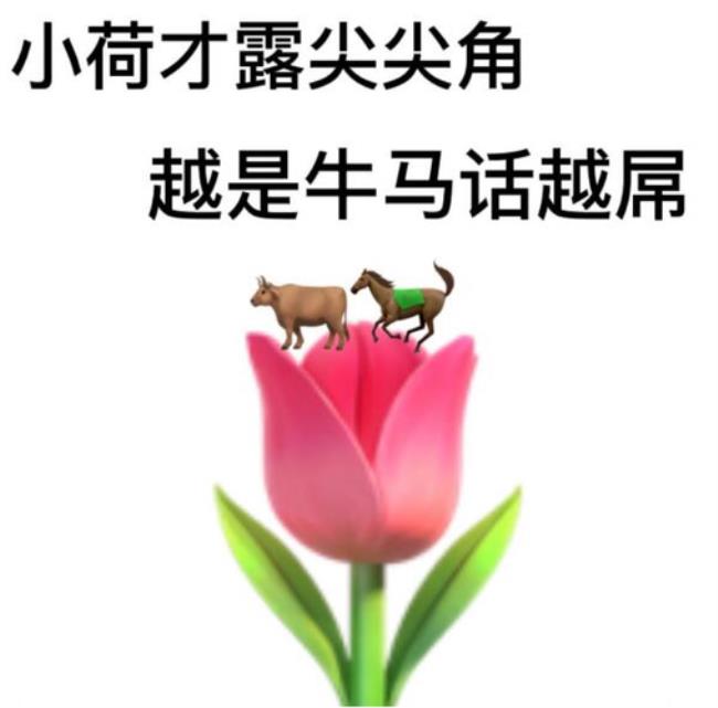 一只小短短什么梗