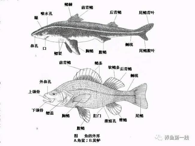 鱼身体各部分名称及作用