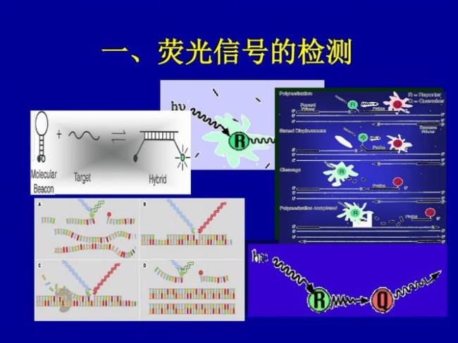 荧光pcr法是什么意思