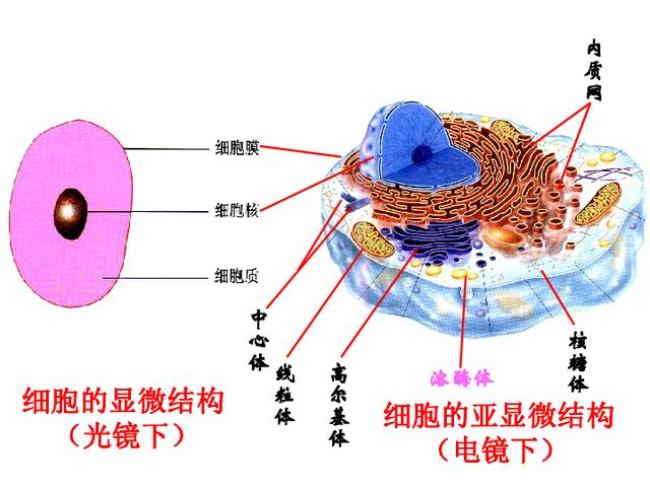 内丛状层由什么细胞组成