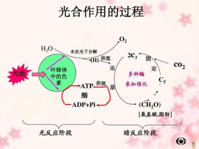 光合作用暗反应怎么生成的水