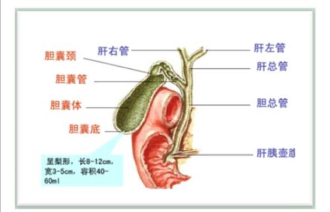 胆囊的作用是什么