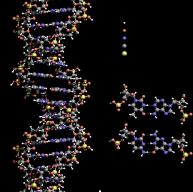 一个dna有几个分子