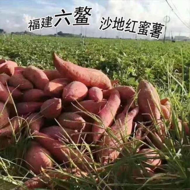 六鳌蜜薯有点咸是怎么回事