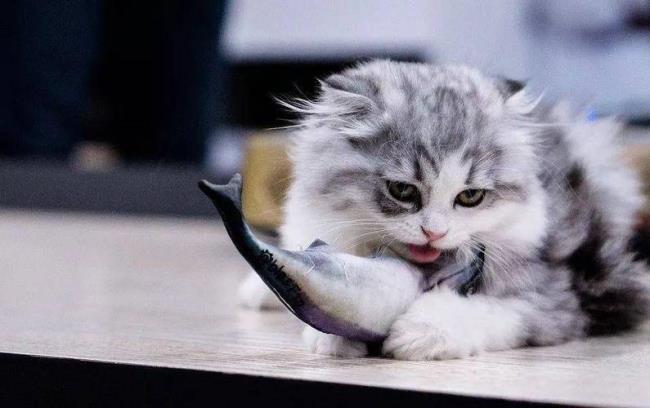 2月小猫可以吃鱼条吗