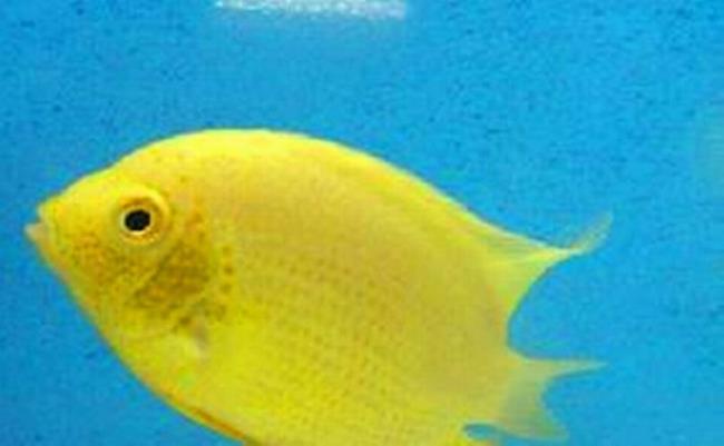 鱼脸上有黄色斑点是什么鱼