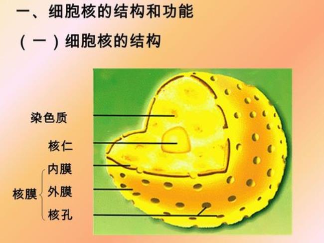 原核生物的细胞核是什么