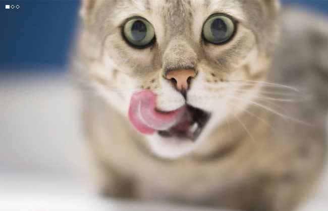 猫咪可以吃鱼内脏吗