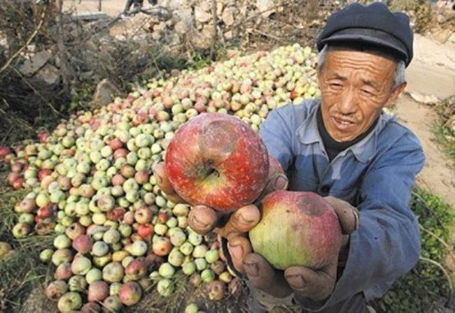 烂苹果气味是啥样