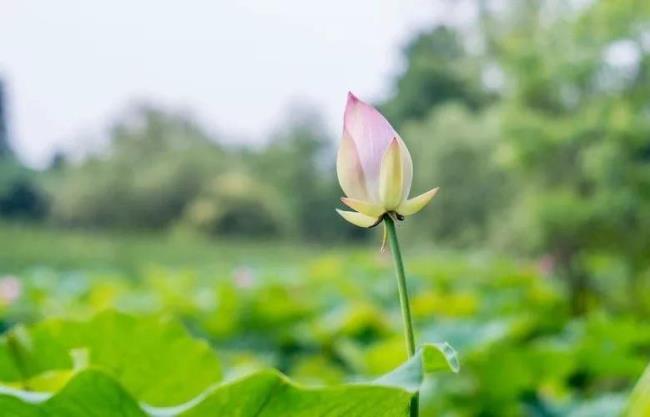 葱茏岁月悠然前行是什么意思