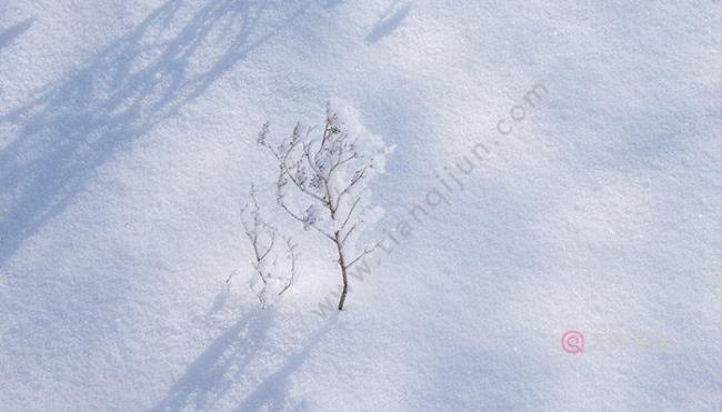 为什么下雪天会是红的