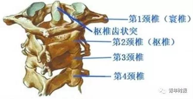 下颈椎的结构特点