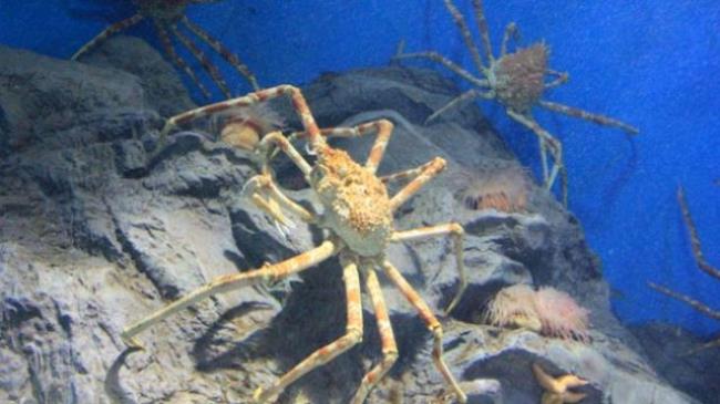 世界上目前已知最大的帝王蟹