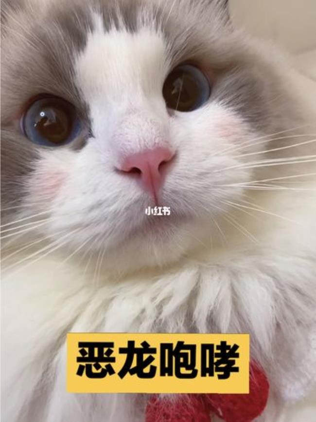 猫咪发出嗷呜声是什么意思