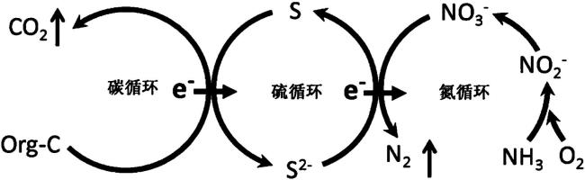 为什么硫单质与铜反应会生成