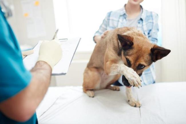 狗狗为什么会得胰腺炎