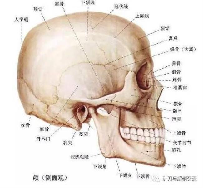 面颅骨有多少块