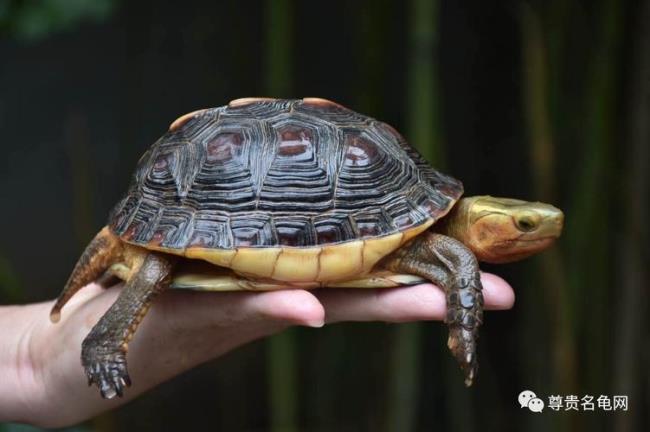 东北黑土可以养黄缘吗