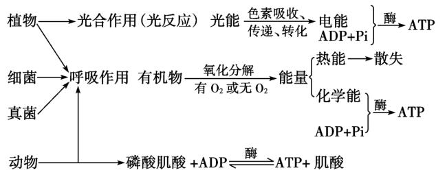 酶和ATP能在生物体外作用吗