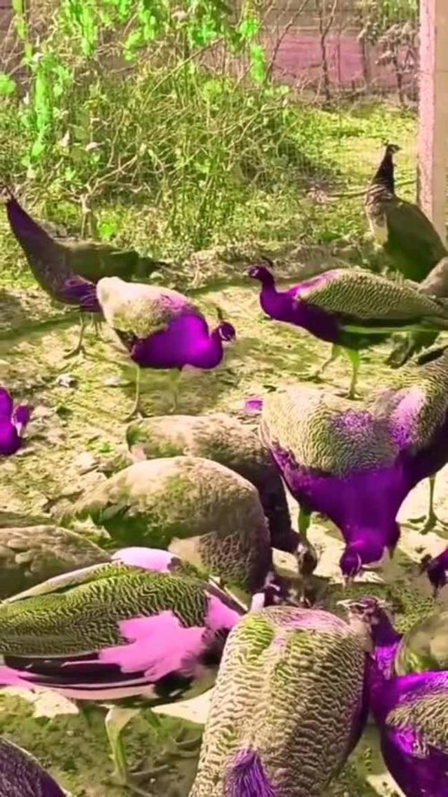紫孔雀稀有吗