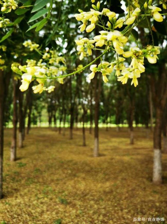 七八月间花儿开什么意思