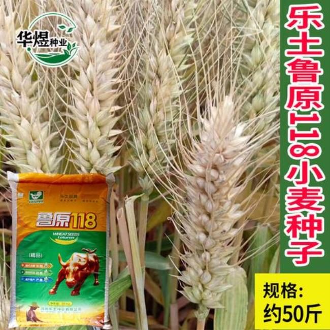 乐土808小麦品种简介