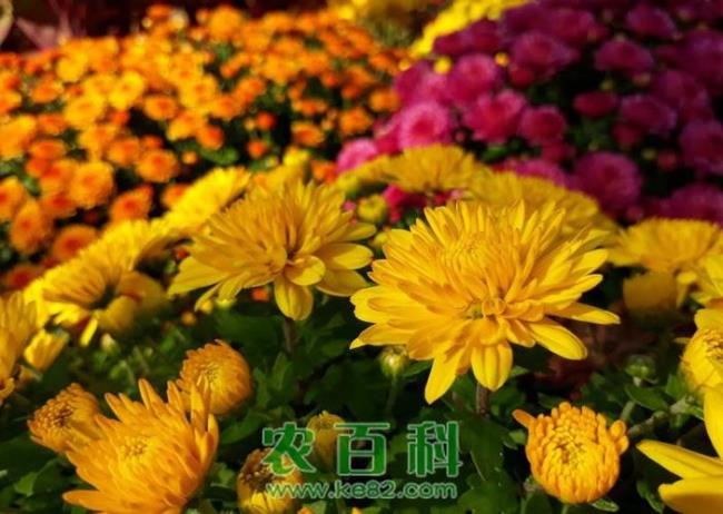 什么时候送菊花