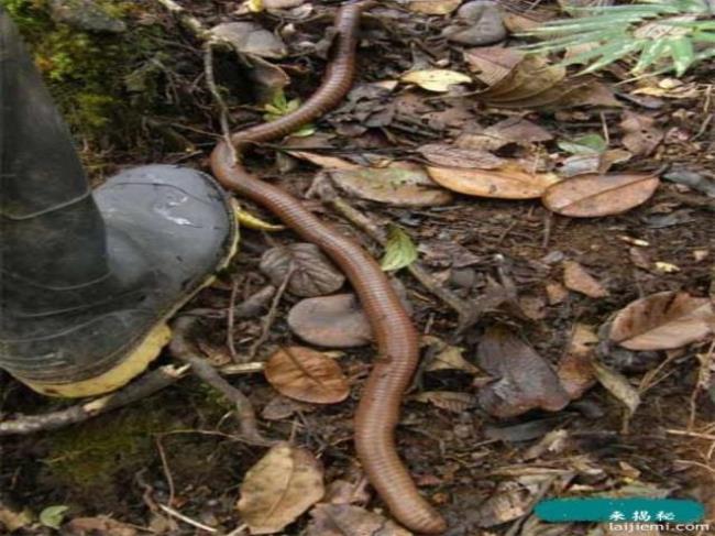 世界上最大的蚯蚓叫吉普赛蚯蚓
