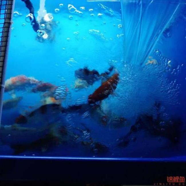 龙巅水族怎么样