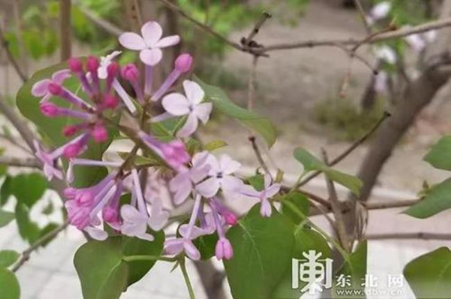 东北丁香花几月开