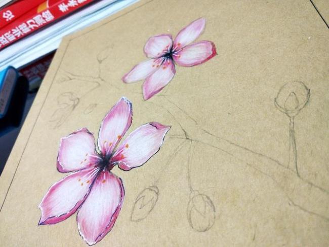 怎么用彩铅画樱花树